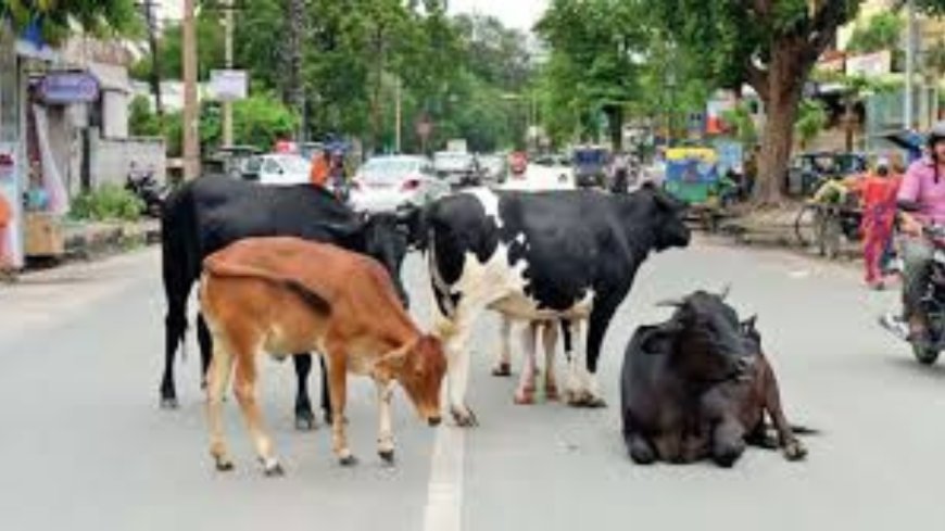 ग्रेनो में आवारा जानवरों के आतंक से लोग परेशान : शिकायत के बाद भी नहीं ली संज्ञान, जानवरों की वजह से हुए कई हादसे