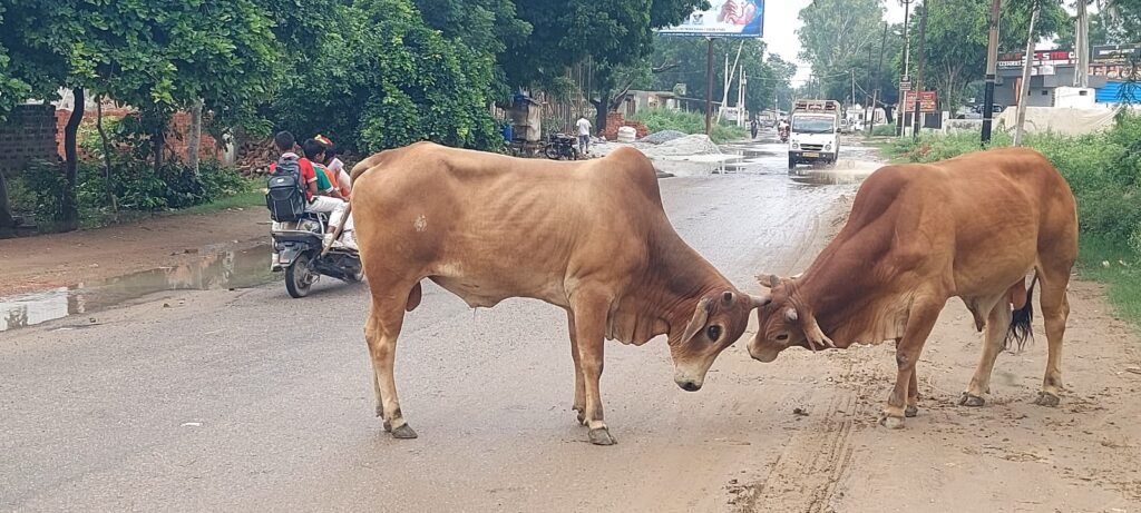 बादलपुर-दनकौर कांवड़ मार्ग पर आवारा सांडों का आतंक है। इससे श्रद्धालुओं की जान खतरे में है। हालिया हादसे के बाद भी प्रशासन बेपरवाह