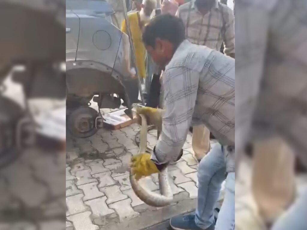 Hapur News : हापुड़ में कार के नीचे मिला अजगर, ढाई घंटे की मशक्कत के बाद रेस्क्यू