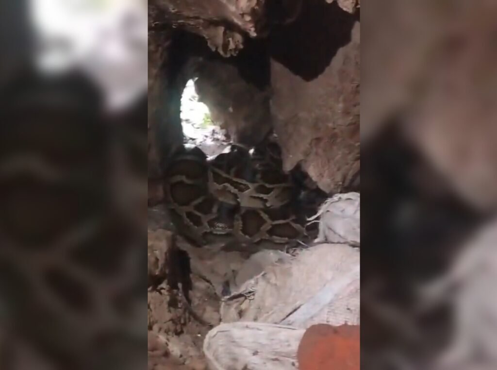 Hapur News : हापुड़ के मंदिर में निकला 12 फीट लंबा अजगर, पूजा करने आए श्रद्धालुओं में मची अफरा-तफरी